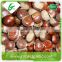 Water wholesale frozen chestnuts price