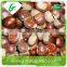 Water wholesale frozen chestnuts price