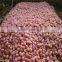 Chinese Gala Apple/ Gala Apple for Sale