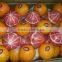 Forwell Oranges from Egypt