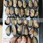 Wholesale High quality half shell mussel for market