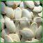 Hot Sale Best Quality and Cheap Snow White Pumpkin Seeds More Than 13 cm