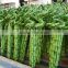 Spiral Lucky Bamboo Plants Sale