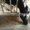 DeLaval Safety Feed Fence Head locks for Dairy Cow/Cattle