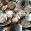 New Produce Frozen Hard Clam with Shell in Good Quality