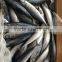 Frozen Mackerel 300-400g 2016