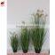 Natural green Papyrus scirpus validus potted onion grass