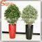 Large outdoor bonsai trees banyan wholesale bonsai trees ficus microcarpa bonsai trees