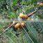 Triphala Extract