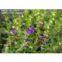 Scutellaria baicalensis Extract