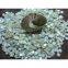 Trochus shell button blank