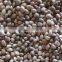 Hemp seeds