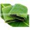 Cheap Price Fresh Banana Leaves/Packing Vegetable in supermarket/Chung Cake Vietnam