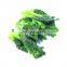 Hot-selling IQF Frozen Green Rape Flower