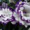 Best quality antique fresh cut eustoma flower