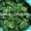 2016 new crop good quality iqf frozen Spinach
