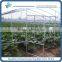 Cheap plastic film greenhouse for sale