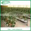 Polycarbonate sheet greenhouse for vegetable