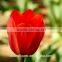 Chinese factory cheap wholesale red-lip fresh cut tulips flower for Tulip Festival