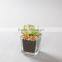 Flora Bunda Outdoor Decor Wholesale Artificial Potted Succulent Plants in glass pot