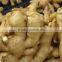 Chinese Low Price Ginger