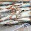 Trawl Catch Sardine Aurita for Canning