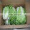 Hot sale Chinese Big White long Cabbage