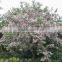 Chinese Beautiful Gardening Flower Tree Lysidice Rhodostegia Seeds For Growing