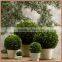 Fresh boxwood preserved with white pot for christmas decoration