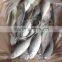 2016 High Quality Seafood Frozen Round Scad
