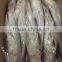 Export Vietnam 1-1.5KG Frozen Gullet Mullet Fish