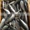 2016 new landing sea frozen horse mackerel 20cm+