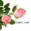 Supply rose fresh cut rose flower diana with 20stems/bundle from china alibaba kenya