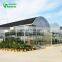 China  Hot Sale SHINEHWA Agricultural/Commercial Plastic Greenhouse