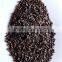 high quality buckwheat with best price