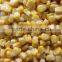 Frozen IQF sweet corn kernels with good quality and hot price