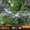 2016 New hot 10 led solar metal star string decoration light
