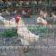 Galvanized and powder coating welded Euro fence for sale