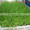 Fodder sprouting machine/barley grass growing machine