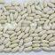 White beans (baisha) with good quality for sale