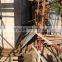 pencil cedar Plywood Used for Concrete Formwork/Plywood/Building Materials Bintangor plywood