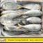 High Quality Horse Mackerel For Africa With All Size