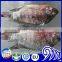 Best sale Frozen Black Tilapia Fish With Gutted and Scaled Gilled Specifications