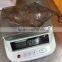Frozen Marble Sole fish/Plaice fish