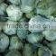 18kg or 20kg Package Round Cabbage