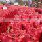 LOWEST PRICE / GOOD PRICE RED ONIONS FROM EGYPTIAN FARMER DIRECT