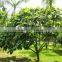 Natural plants Ficus auriculata
