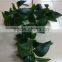 CHY070908 High quality tree leaves/Bay leaf craft/bay leaf production