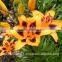 Lilium Asiatic