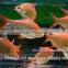 Albino Red Tail Tinfoil Barb Fish / Thailand Tropical Fish Exporter